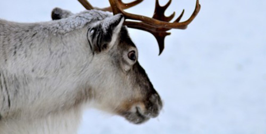 Renhuvud mot snö